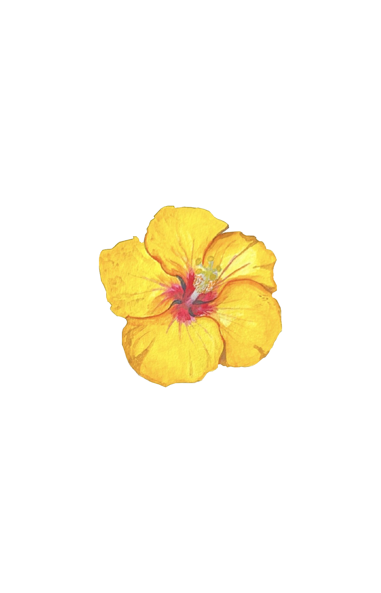 Yellow hibiscus watercolor 4x4 print
